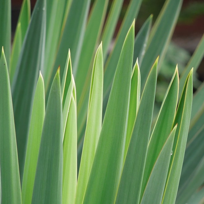 Gros plan d’un yucca