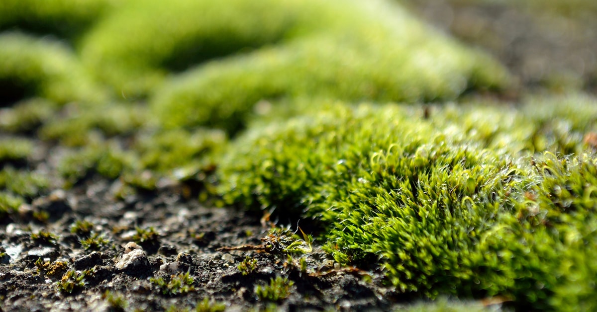 How to Get Rid of Moss in Your Lawn