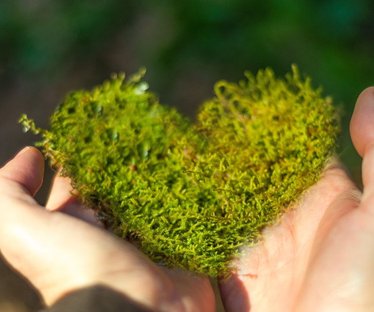 Hands holding moss