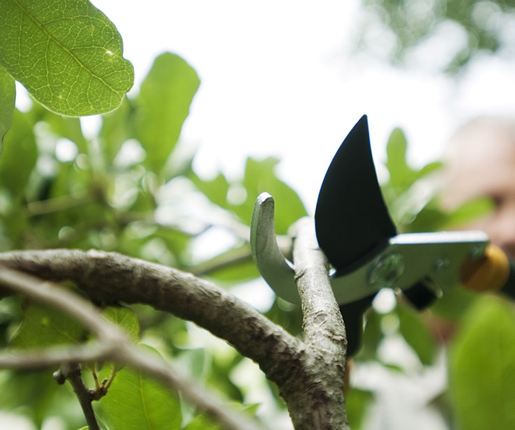 Man pruning a tree