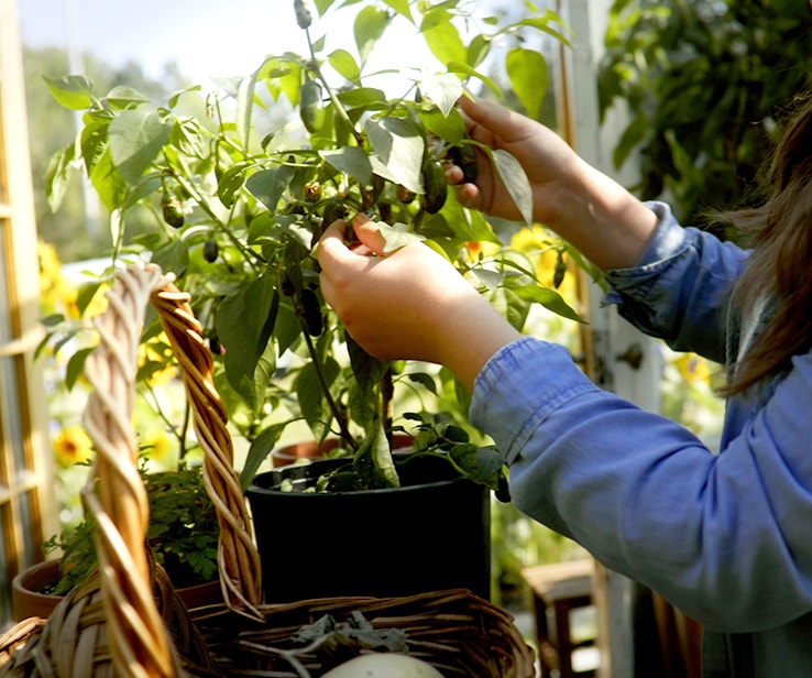 Femme manipulant un plant de piments forts