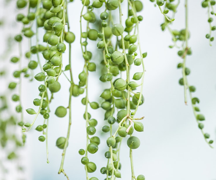 Plante collier de perles