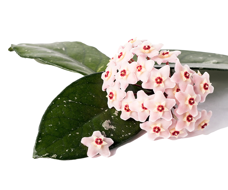 Gros plan d’un hoya avec une fleur