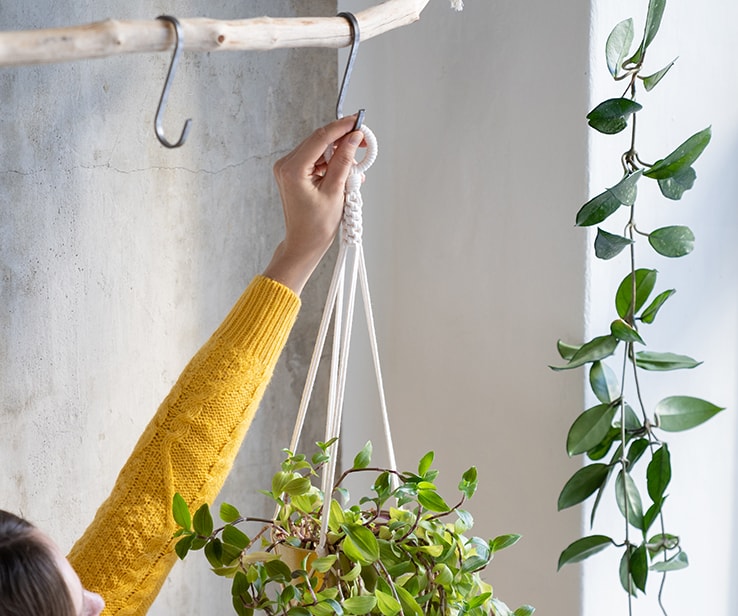 Plantes suspendues avec des crochets