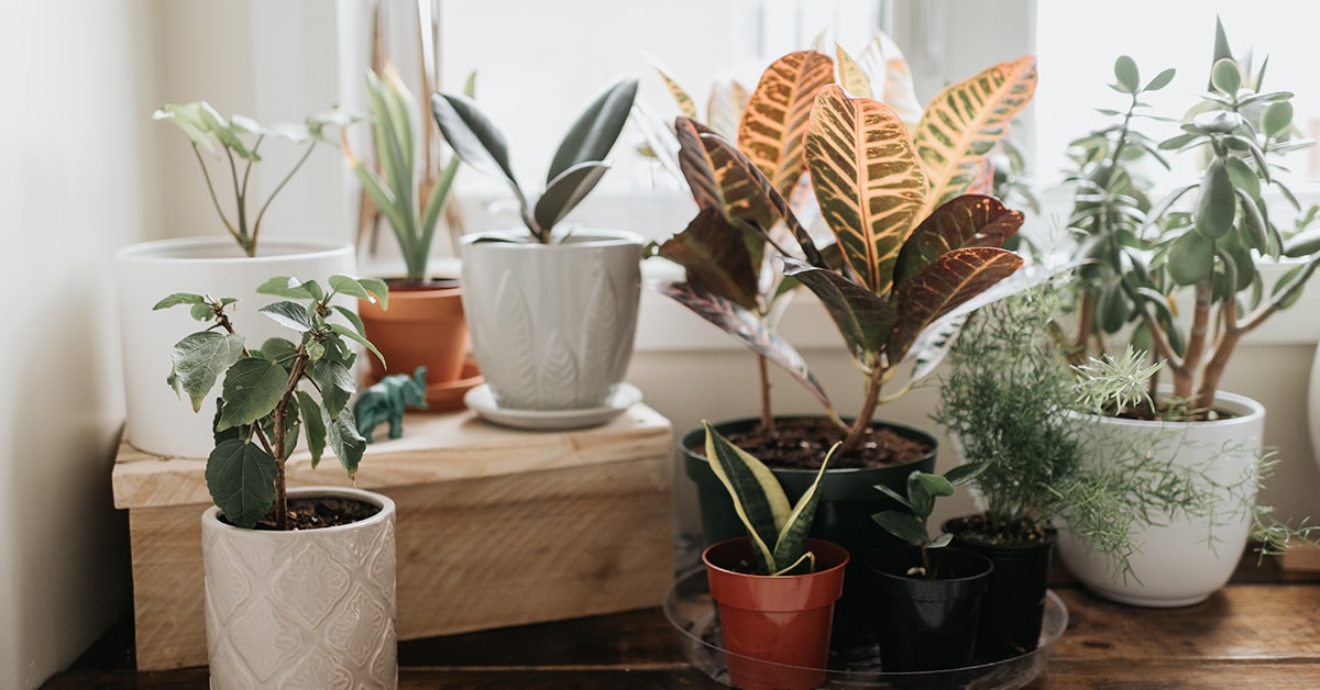 Trucs et astuces pour l’entretien des plantes intérieures