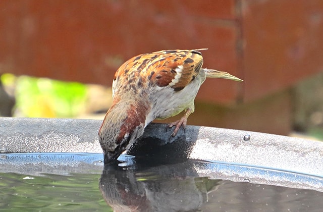 Oiseau buvant dans un bain d’oiseau