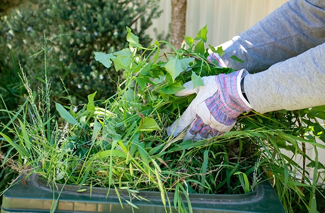 Personne manipulant des mauvaises herbes