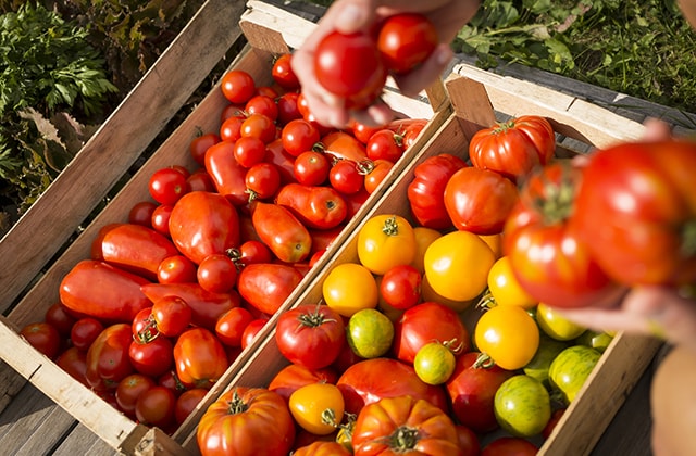 Paniers remplis de tomates de différentes variétés