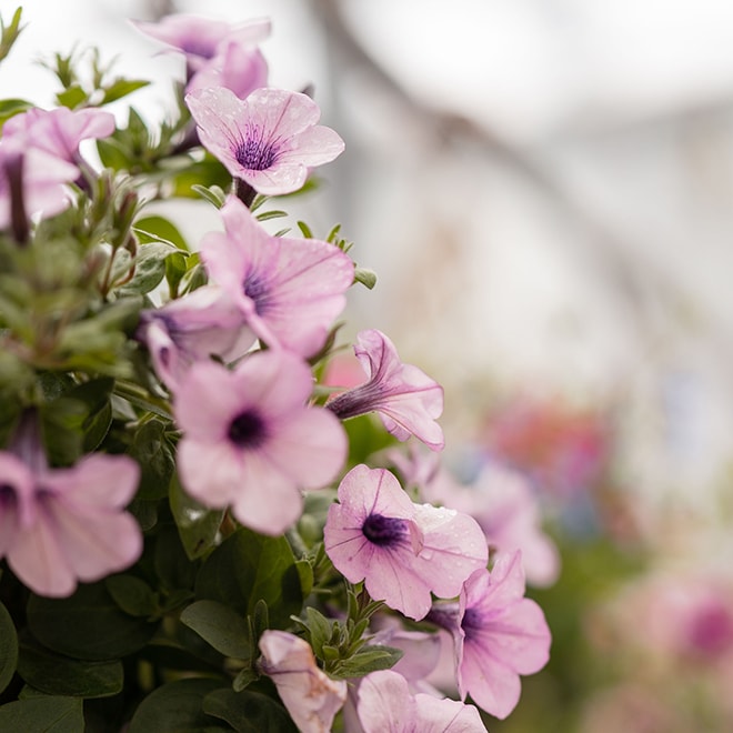 Pétunias rose pale