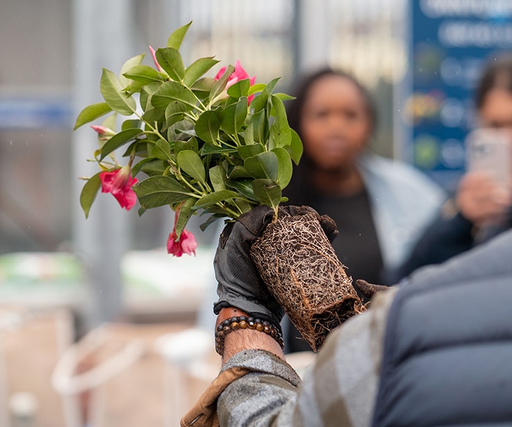 Homme tenant une plante avec sa motte de racines