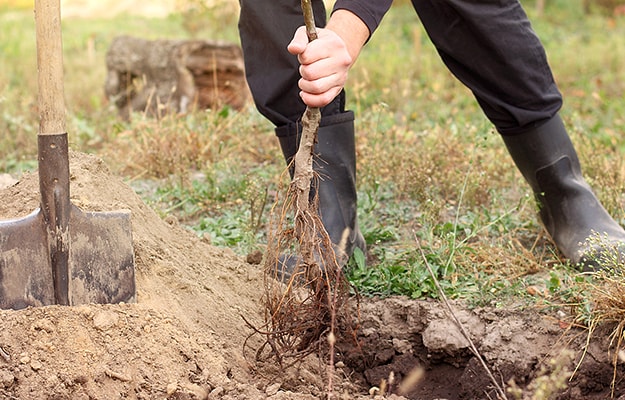 Personne plantant un arbre à racines nues