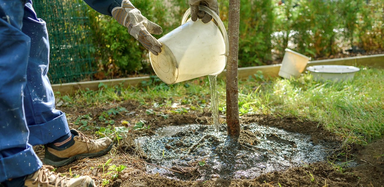 Homme arrosant un arbre fraîchement planté