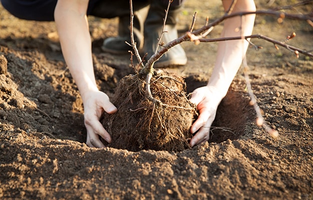 Personne plantant un arbre en motte