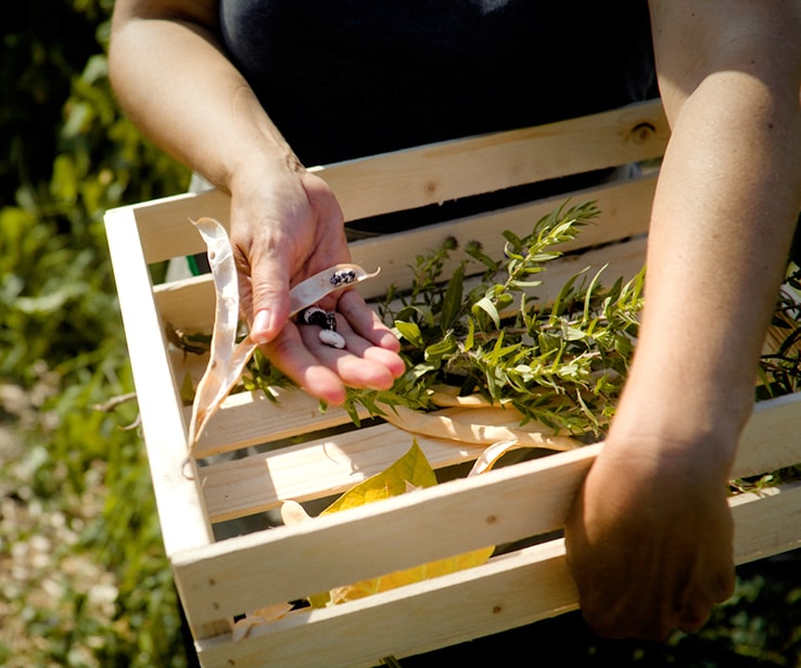 Femme manipulant des semences de haricots