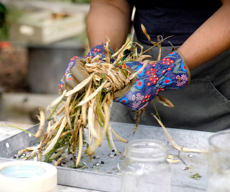 Femme froissant des plants de haricots secs