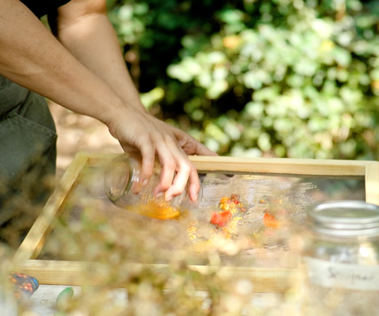 Femme rinçant des semences de tomates