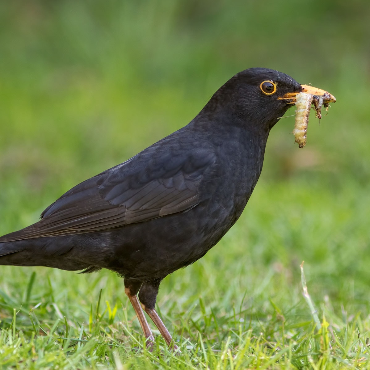 Bird eating white grubs