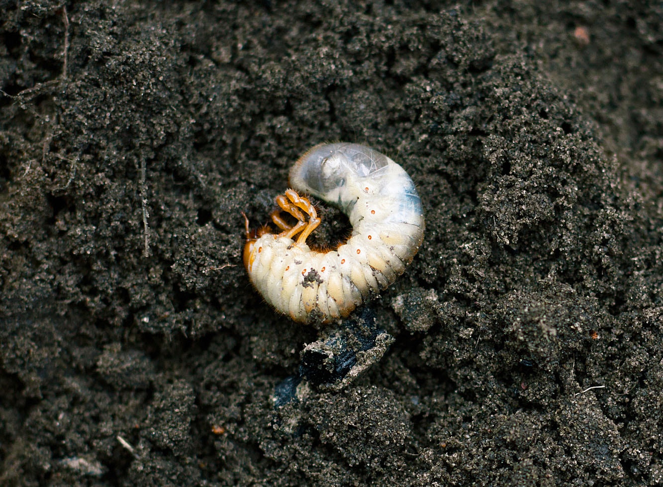 Ver blanc recroquevillé sur de la terre