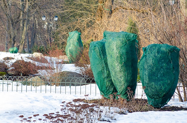 Conifers wrapped for the winter