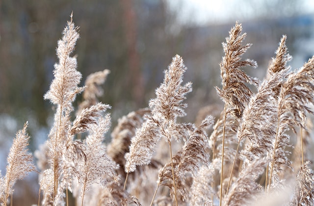 Tall grasses in the winter