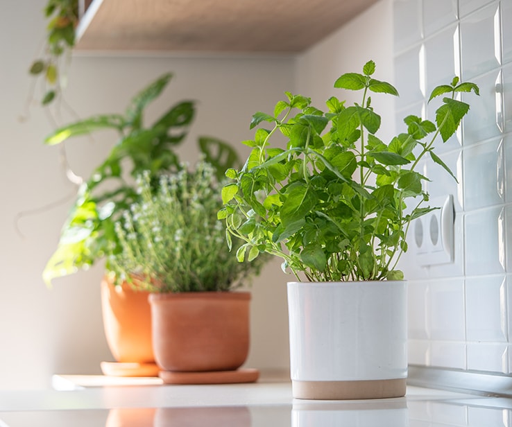 Pots de fines herbes dans une cuisine