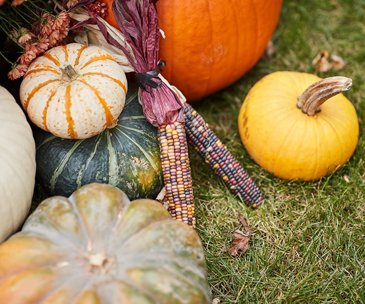 Agencement de citrouilles et de maïs décoratif