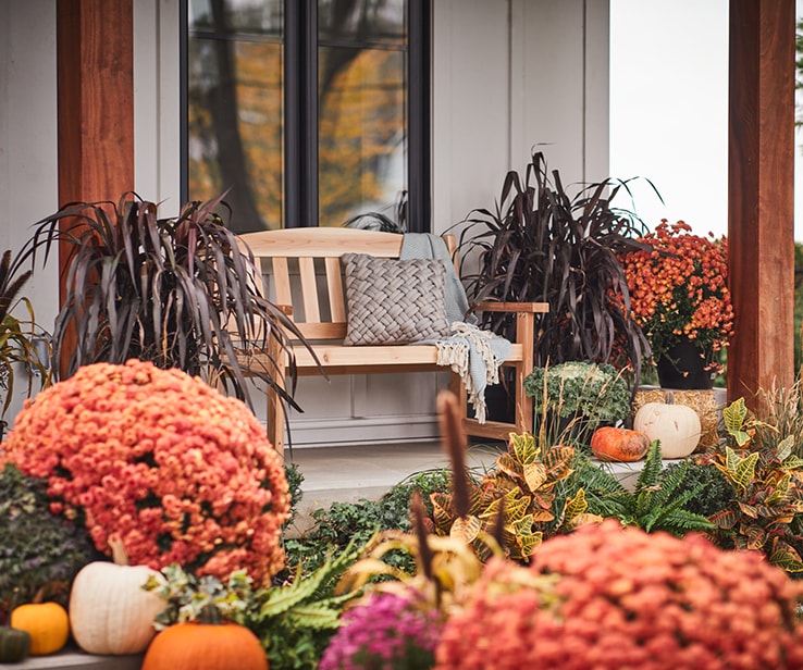 Fall plants and flowers