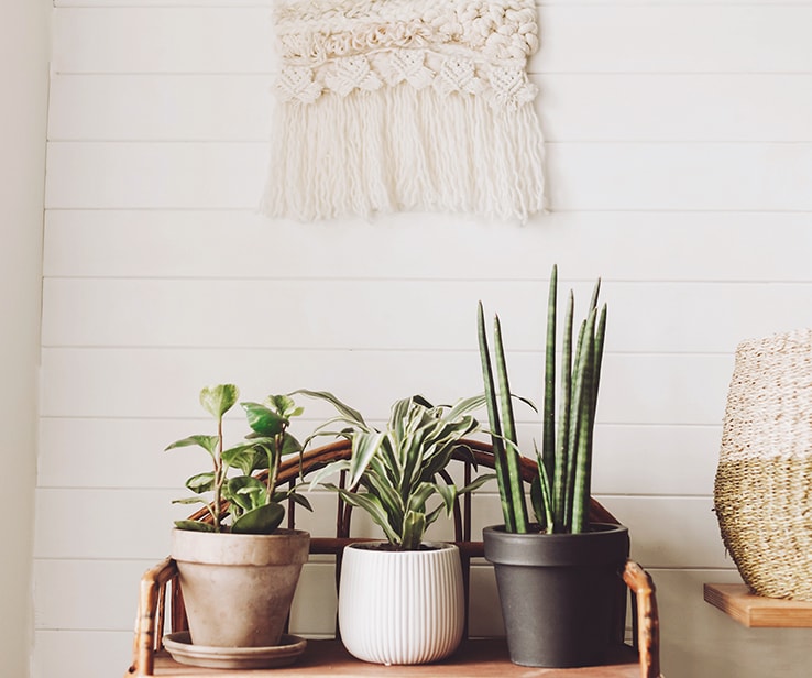 Plantes devant un mur blanc