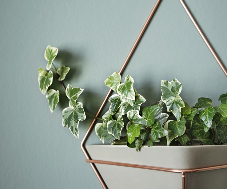 Plantes accrochée sur un mur bleu