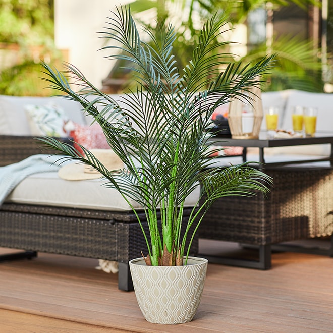 Tall exotic plant acting as privacy screen on a deck