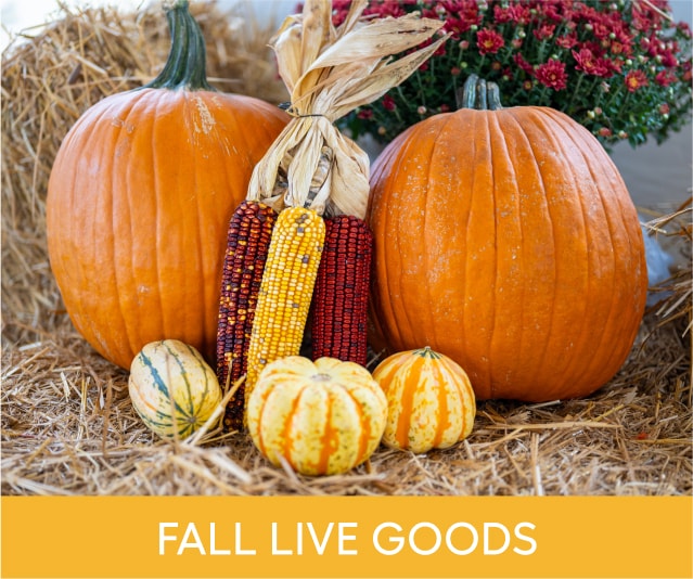 Fall lives goods_rona